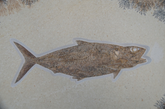 硬骨魚叉鱗魚科Pholidophorus microcephalus 化石,晚侏羅紀,德國艾希斯特 (化石大小:80厘米 x60厘米)