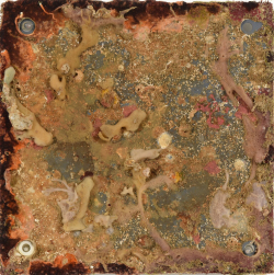 ARMS的附著板尺寸約為25×25厘米。如圖中附著板的高像素照片能幫助科學家辨認出附在板上的生物例如海綿、鈣化藻、管蟲及海鞘等等。除了物種鑑定外,科學家亦會研究這些生物在香港各地的數量變化。