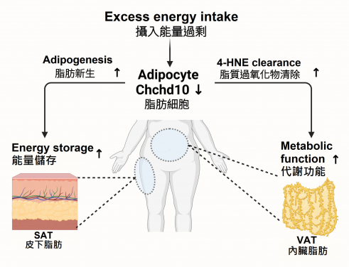 Downregulation of Chchd10 enhances fat formation and regulates antioxidant capacity, thereby reducing the risk of obesity and metabolic disorders induced by diet.
 