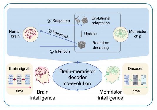 Researchers propose an adaptive neuromorphic decoder supporting brain-machine co-evolution.