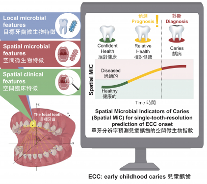 香港大學牙醫學院研究團隊開發了全球首個以單顆牙齒解析度來預測兒童早期蛀牙風險的人工智能系統—Spatial-MiC。